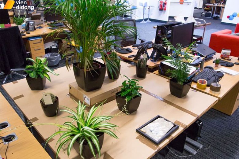 Tham khảo ngay TOP món quà 20/11 cho giáo viên ý nghĩa & hottrend 2025 16 Mẫu cây xanh nhỏ gọn phù hợp tặng cô giáo nhân ngày 20/11